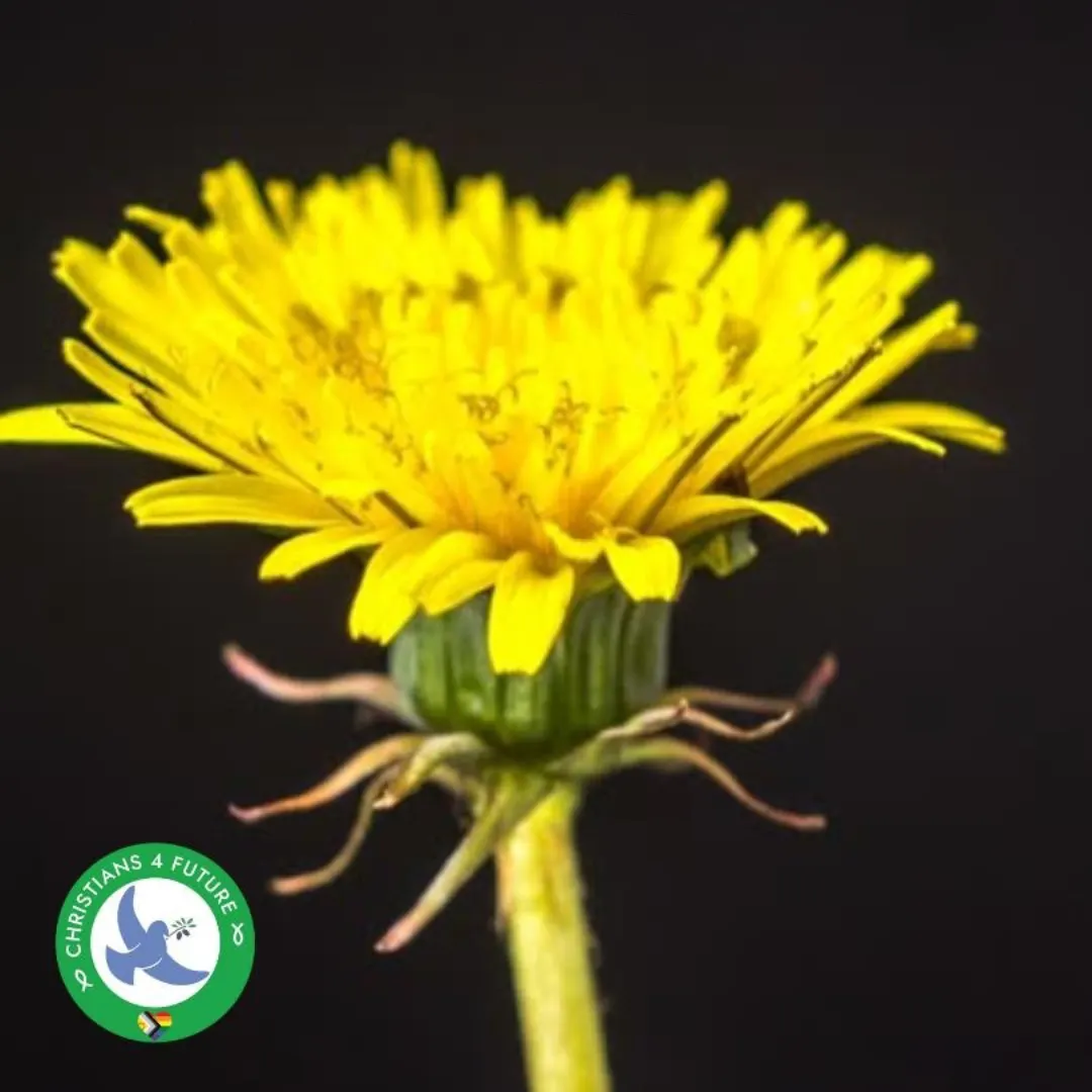Nahaufnahme einer gelben Löwenzahnblüte vor schwarzem Hintergrund; unten links kleines rundes Logo der Christians for Future mit Taube.